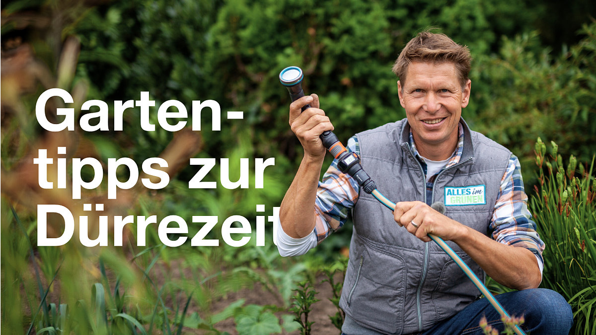 Trockener Sommer? So hilfst Du Deinen Pflanzen durch die Hitzeperiode