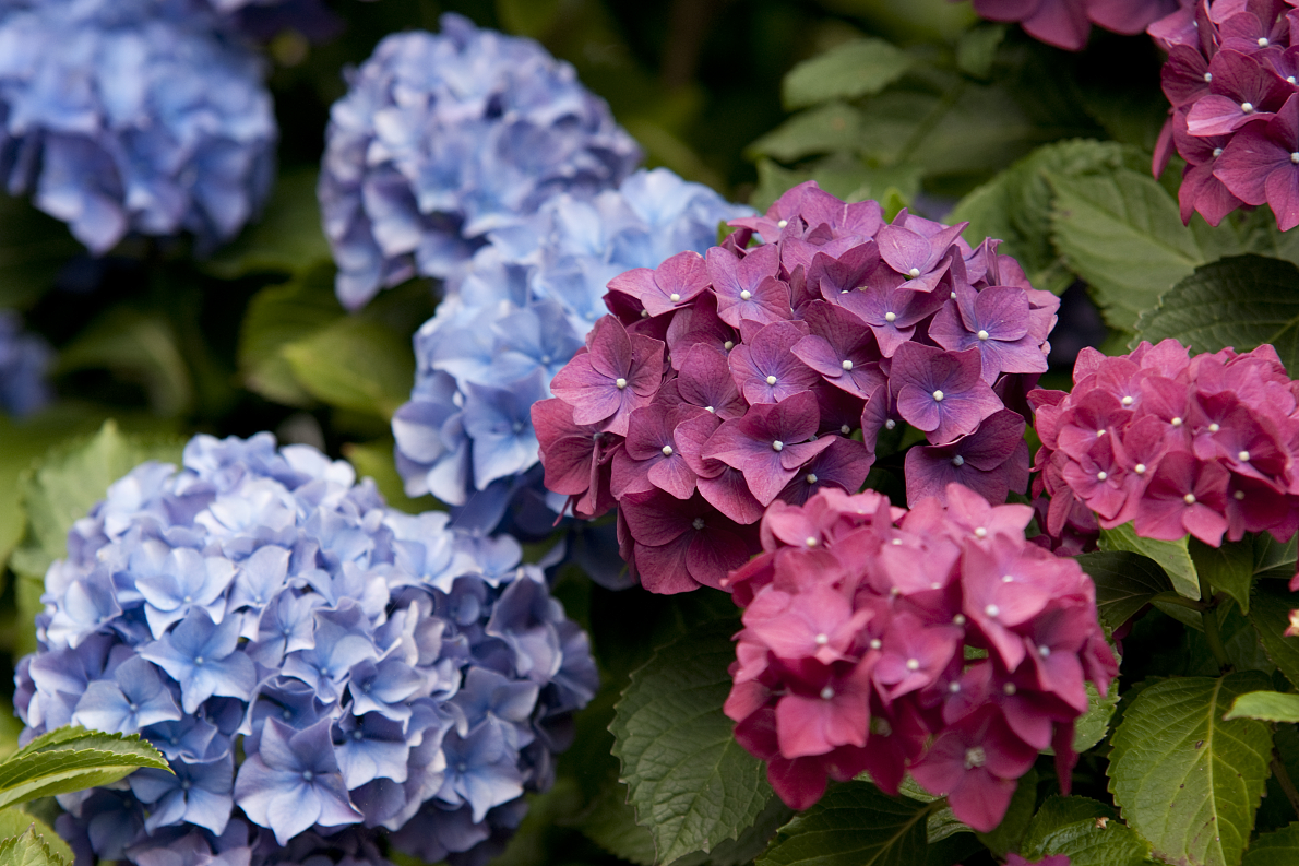 Hydrangea