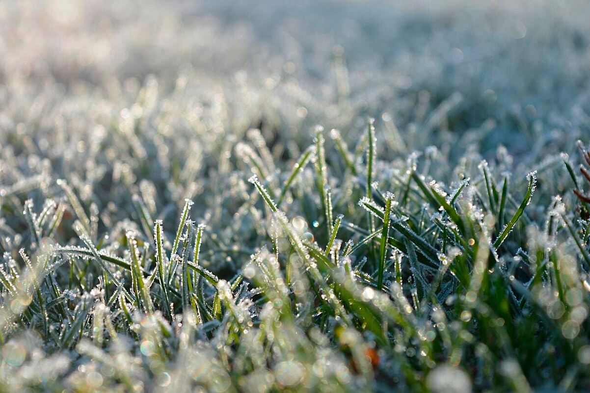 Breeze before freeze