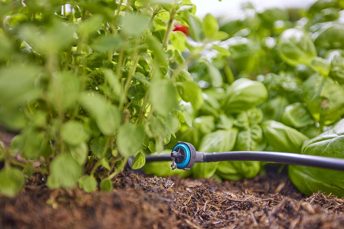 Smart watering: How to keep plants healthy despite prolonged drought