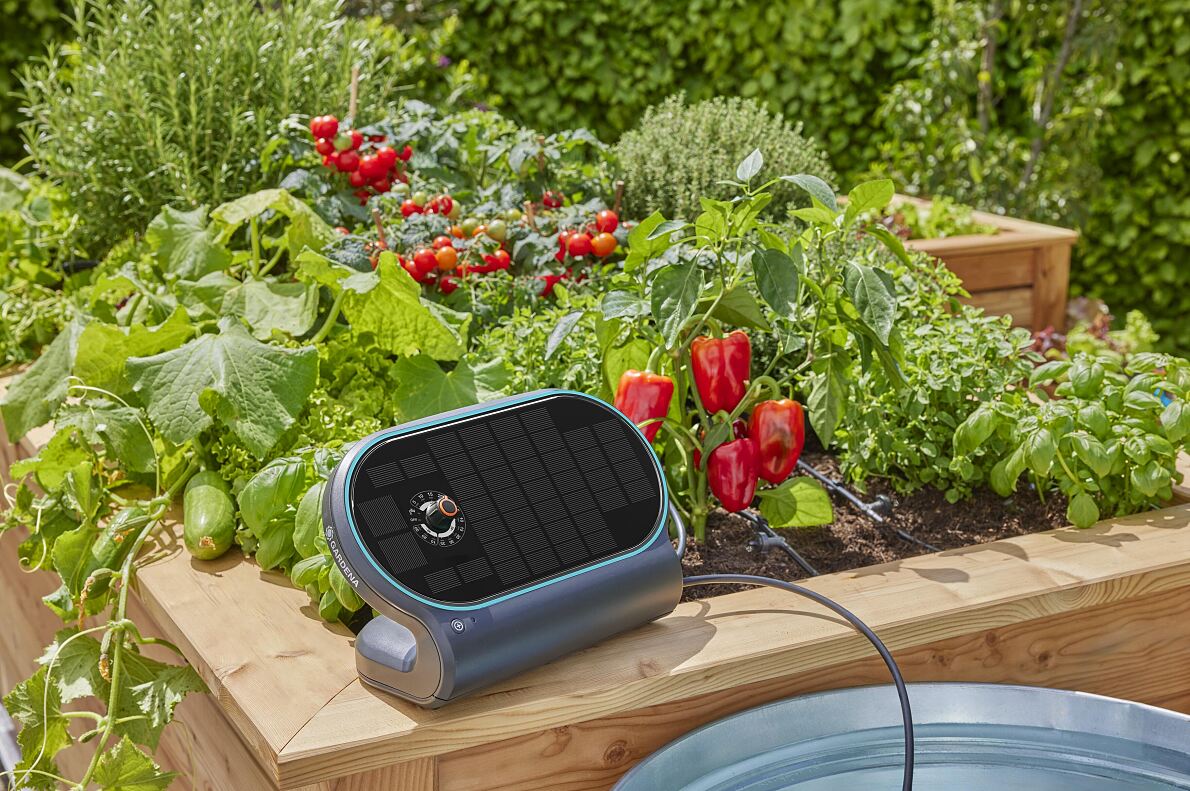 Smart watering: How to keep plants healthy despite prolonged drought