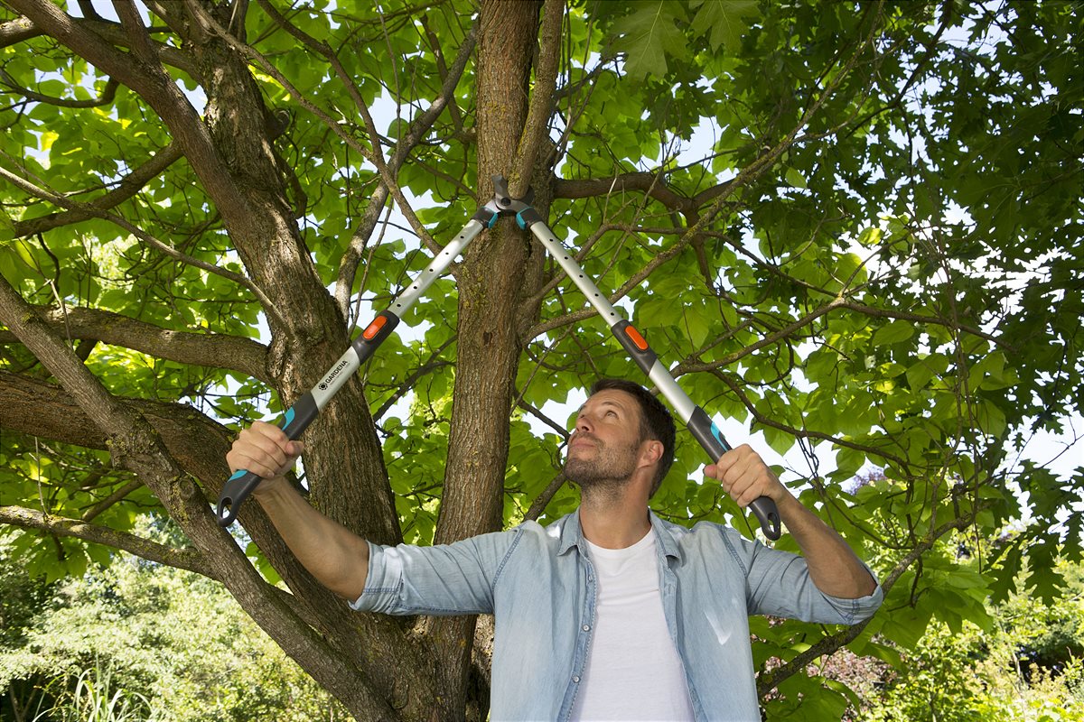 Entretien des arbres et buissons