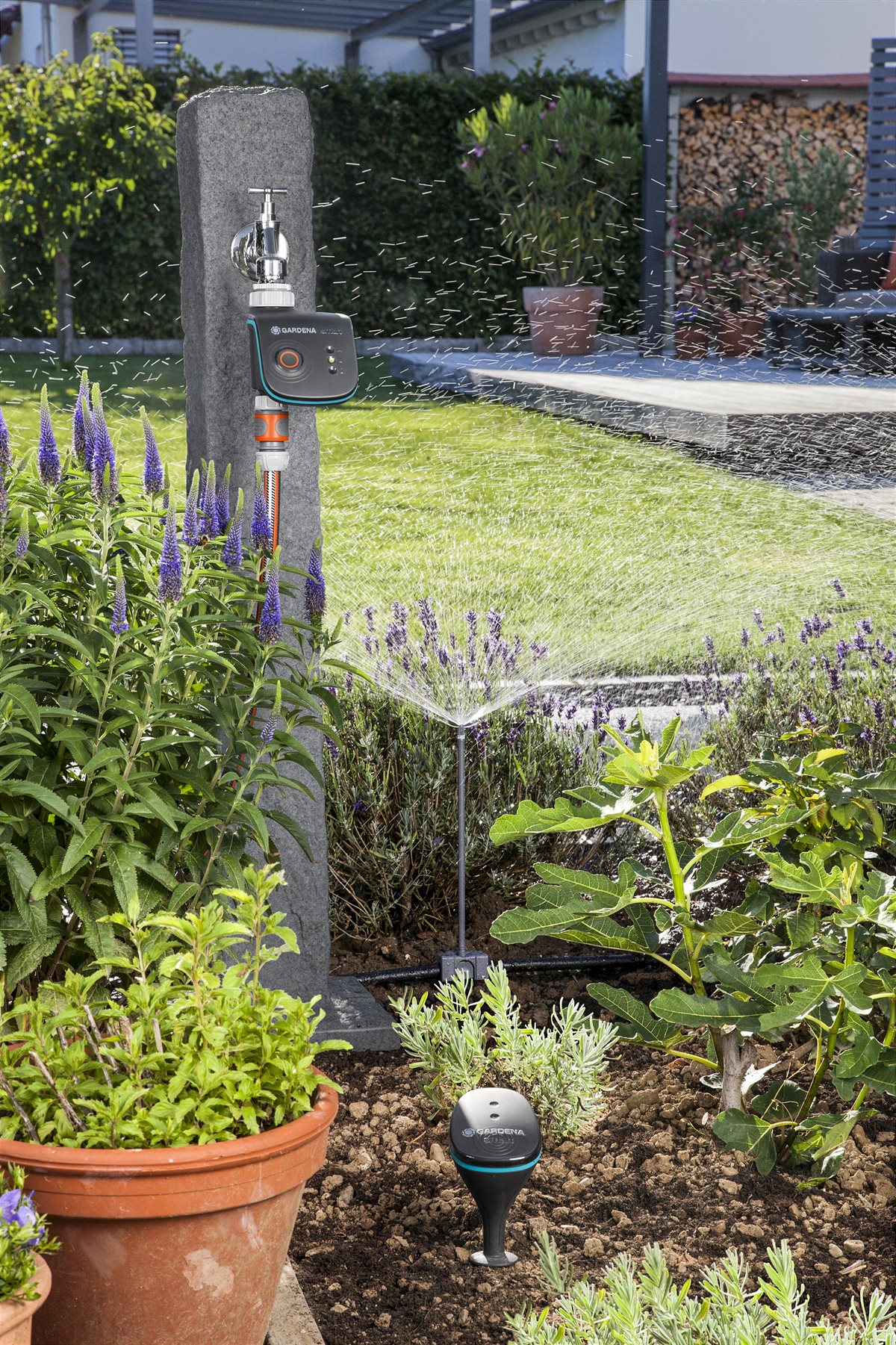 Fast lawn growth in June