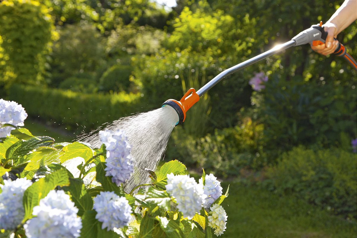 Golden tips for proper watering