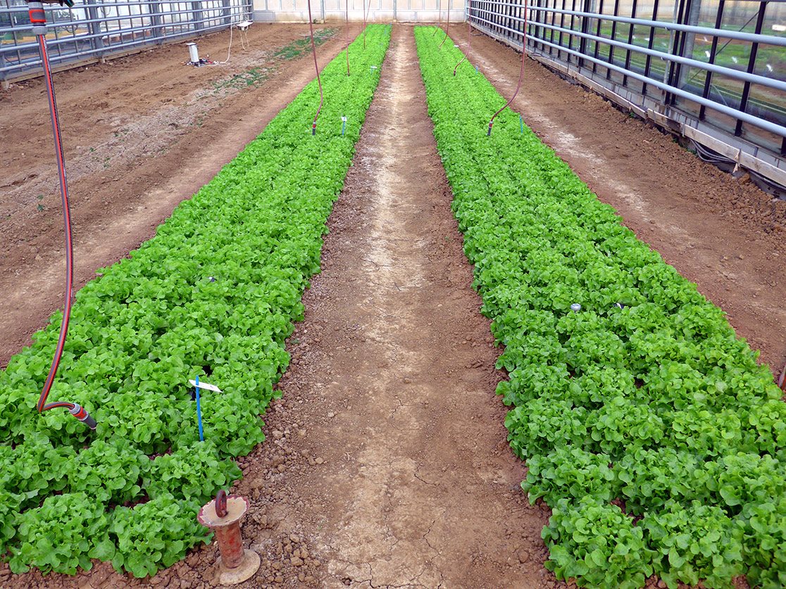 Examining different crops