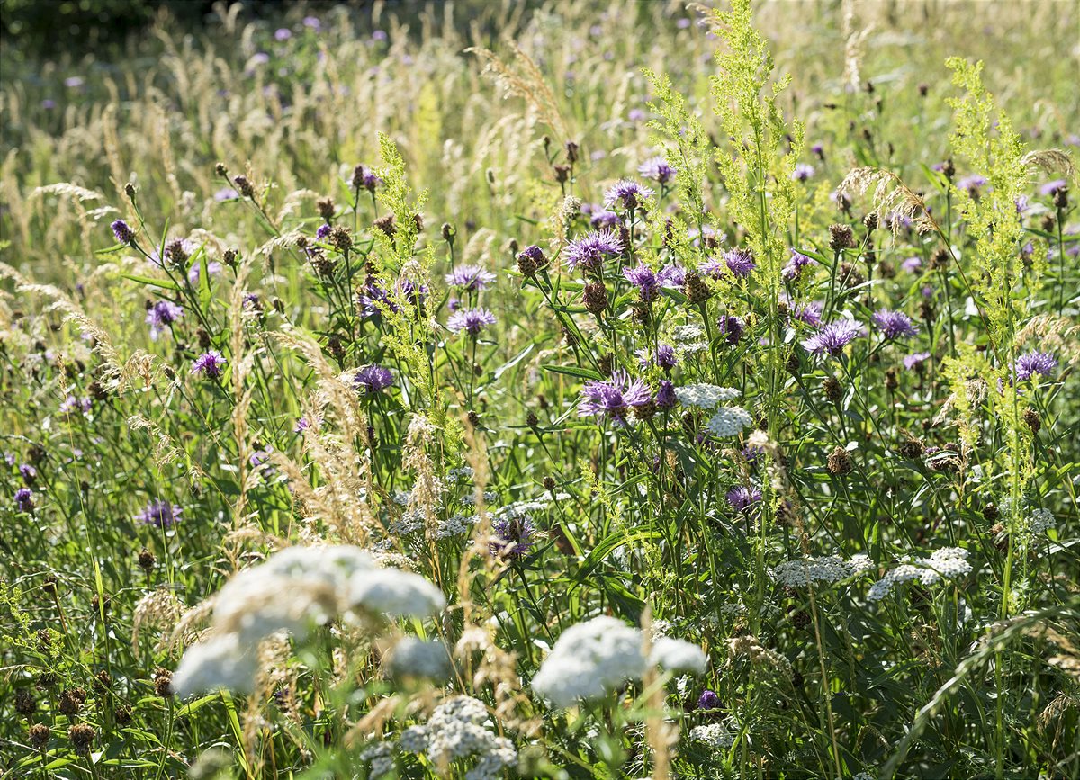 Creating a wild flower meadow properly