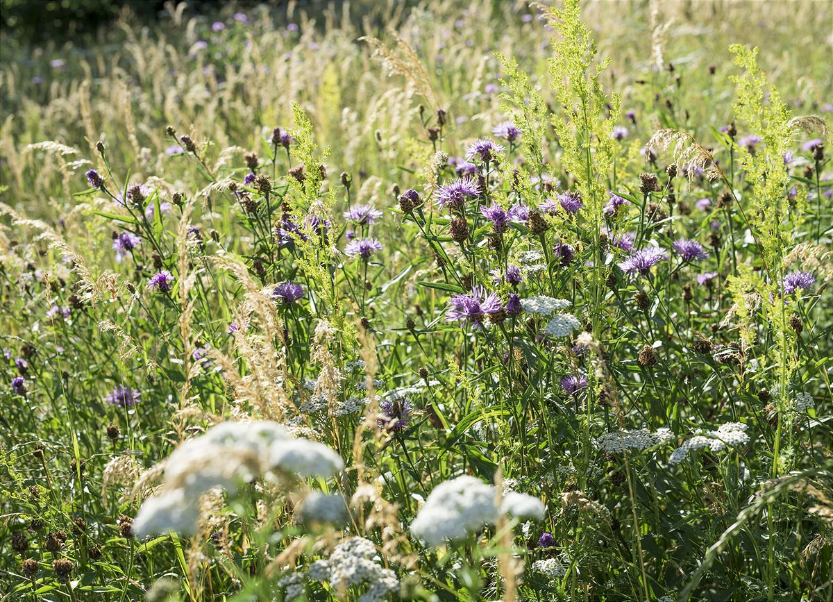 Wildblumenwiese richtig anlegen