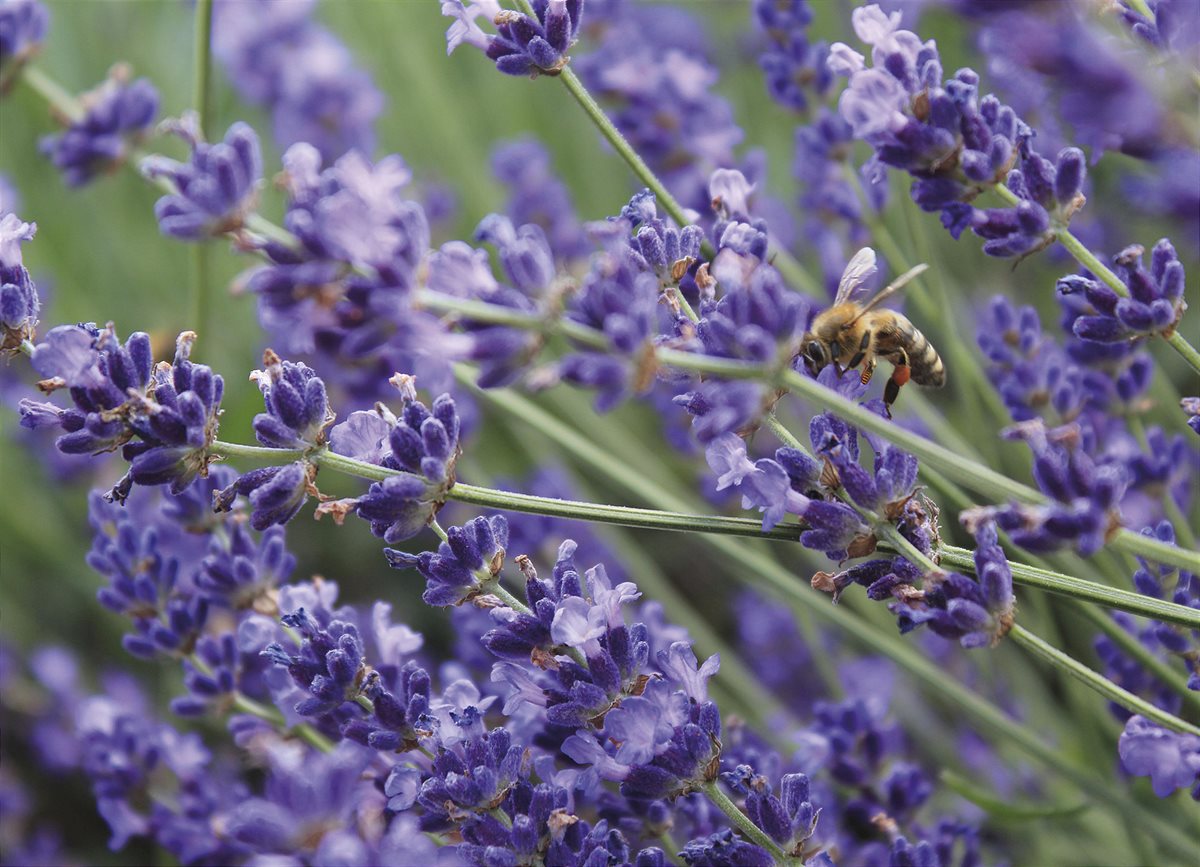 Which plants are suitable for front gardens?