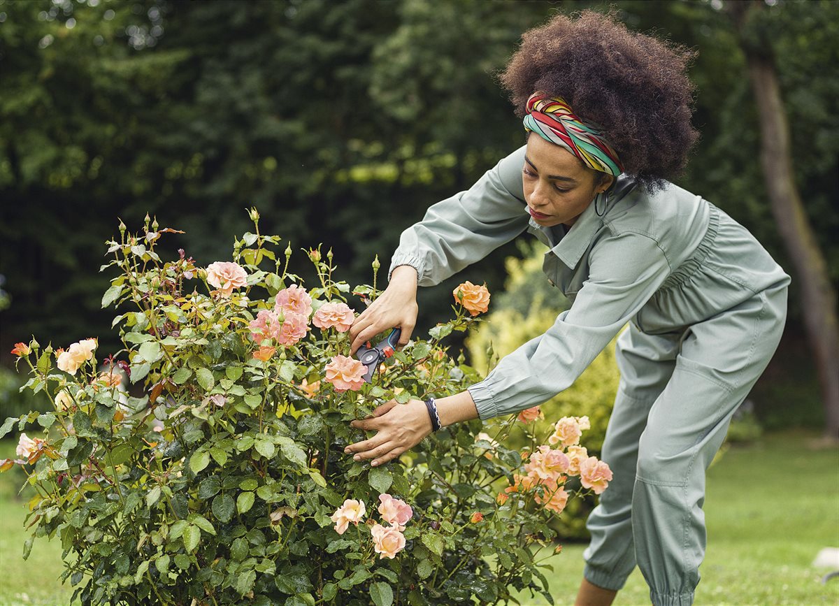 Pruning roses