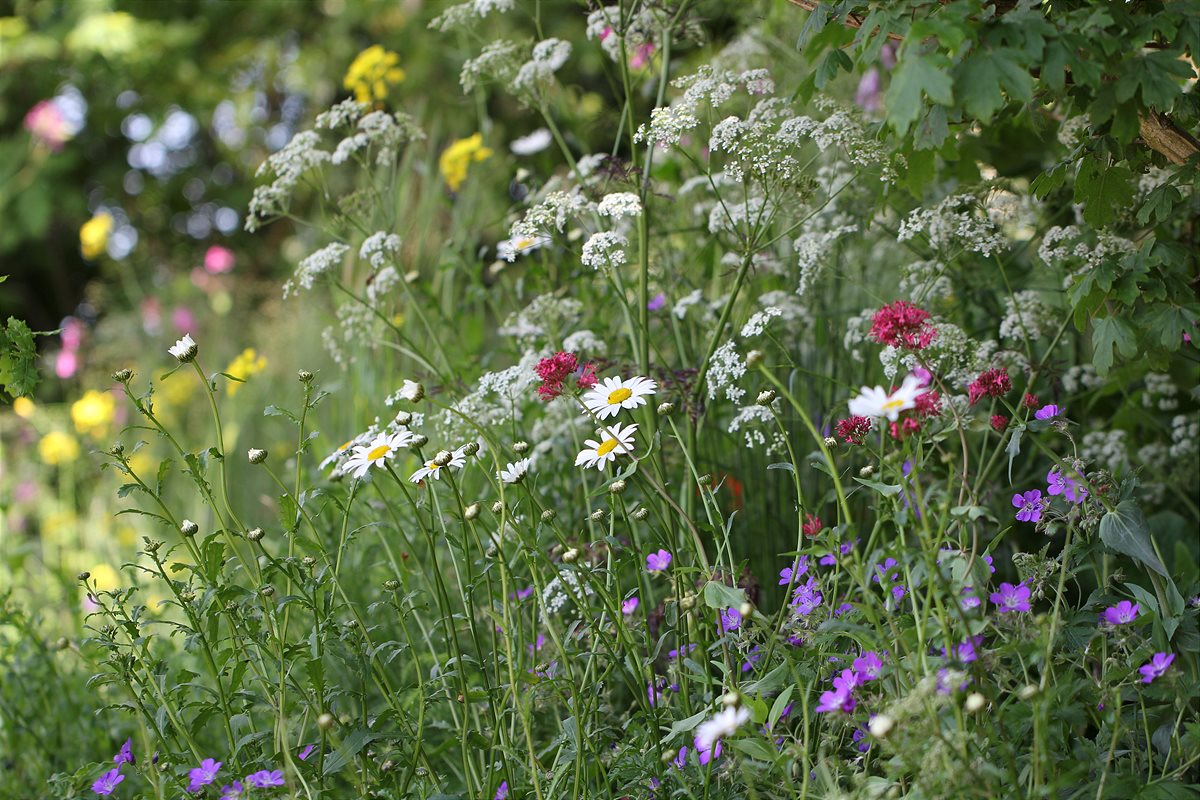 Blumenwiese