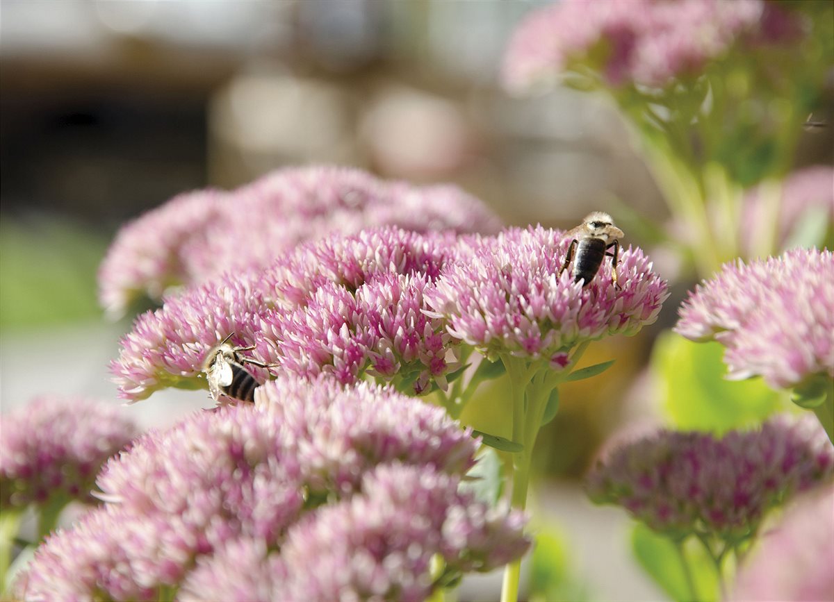 Das Leben im Garten geniessen 