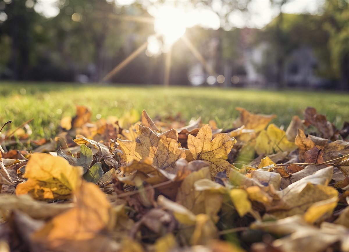Herbstlaub