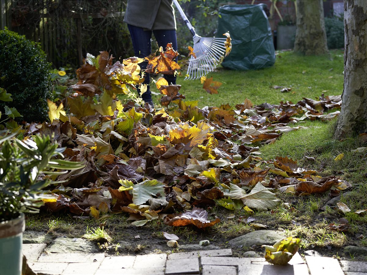 Herbstlaub aufrechen