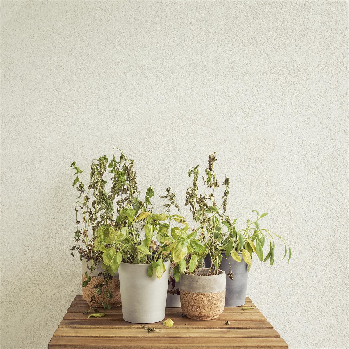 Green garden spaces during dry summer spells