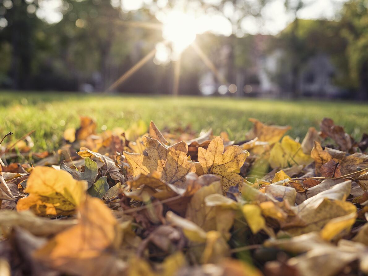 Herbstlaub