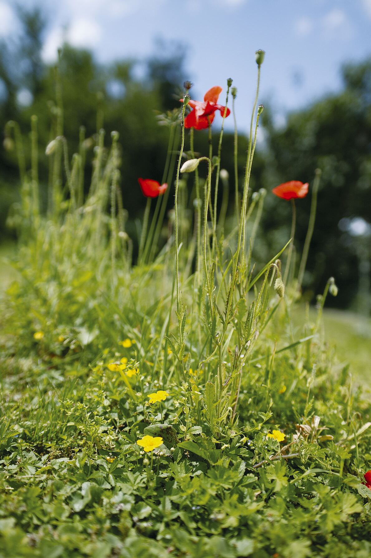 Blumenwiese