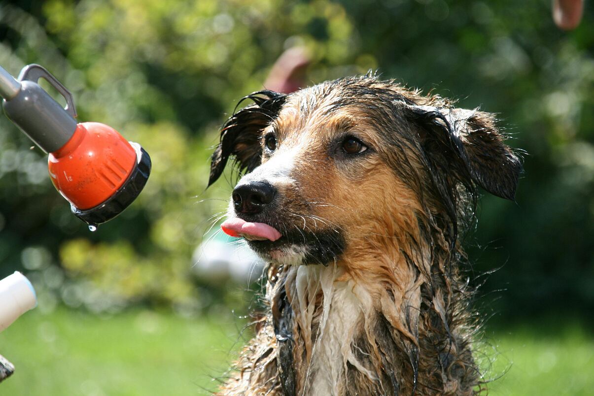 GARDENA_PA_Hundstage_Presse 1