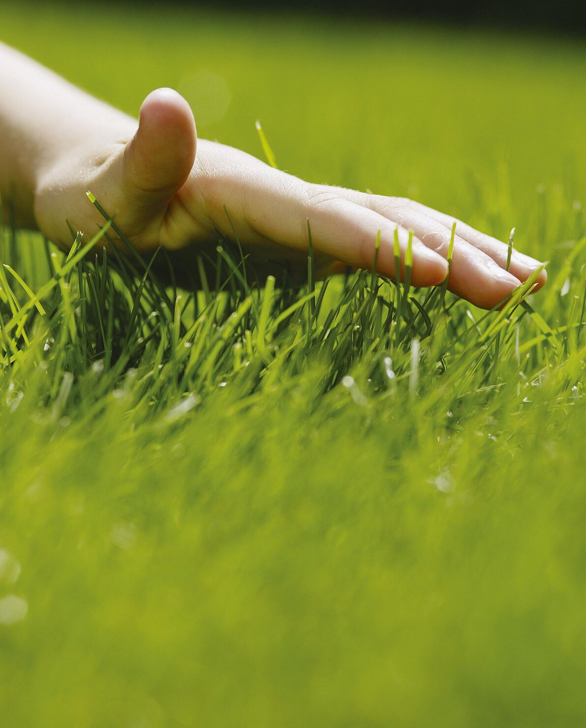 Why the lawn must not die during drought